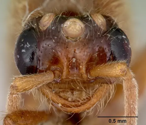 Neivamyrmex fuscipennis - CASENT0103461