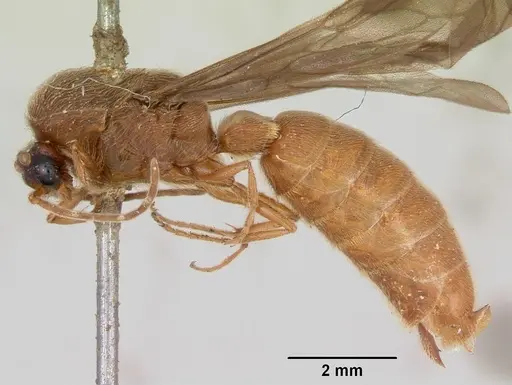 Neivamyrmex fuscipennis - CASENT0103461