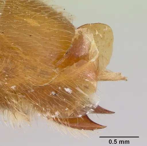 Neivamyrmex fuscipennis - CASENT0103461