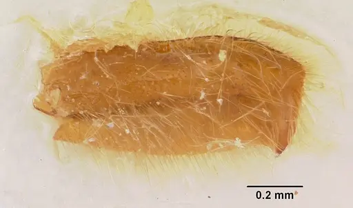 Neivamyrmex fuscipennis - CASENT0104679