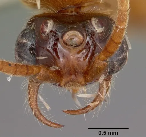 Neivamyrmex fuscipennis - CASENT0104679