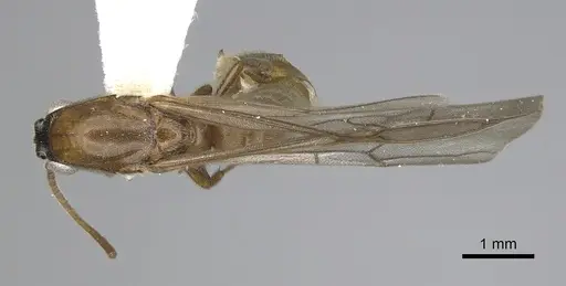 Neivamyrmex fuscipennis - CASENT0249483