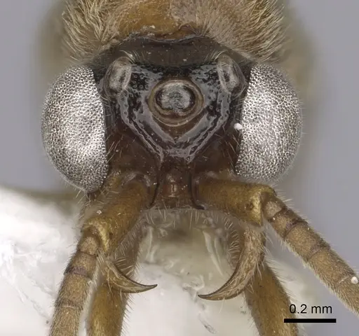 Neivamyrmex fuscipennis - CASENT0249483