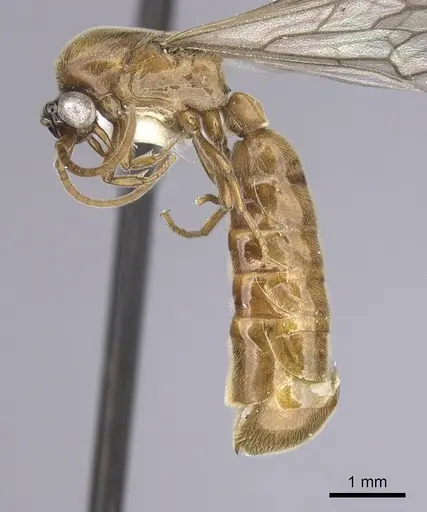 Neivamyrmex fuscipennis - CASENT0249483