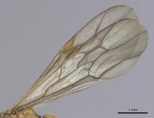 Neivamyrmex fuscipennis - CASENT0249483