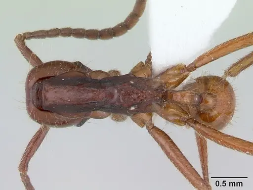 Neivamyrmex gibbatus specimen