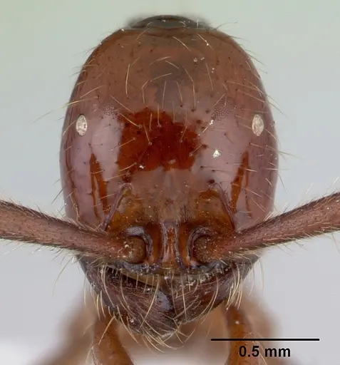 Neivamyrmex gibbatus specimen