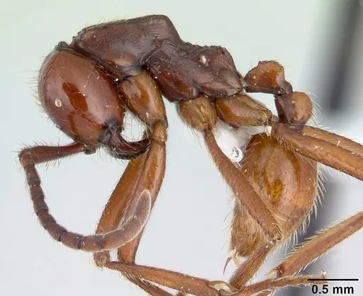 Neivamyrmex gibbatus specimen