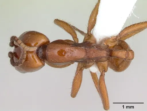 Neivamyrmex goeldii specimen