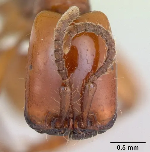 Neivamyrmex goeldii specimen