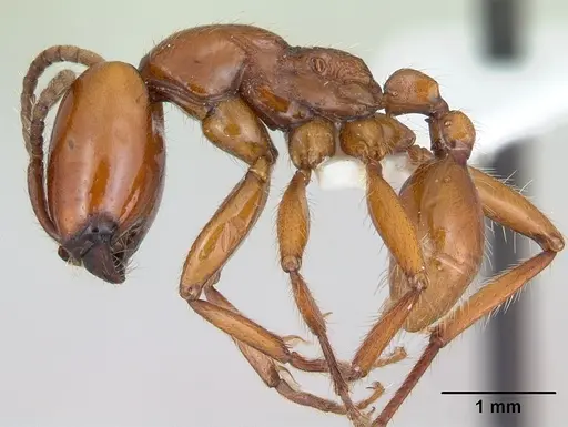 Neivamyrmex goeldii specimen