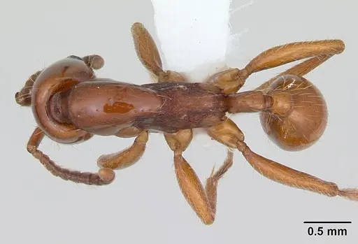 Neivamyrmex goeldii - CASENT0173525