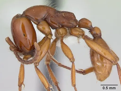 Neivamyrmex goeldii - CASENT0173525