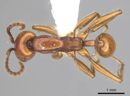 Neivamyrmex goeldii - CASENT0249485