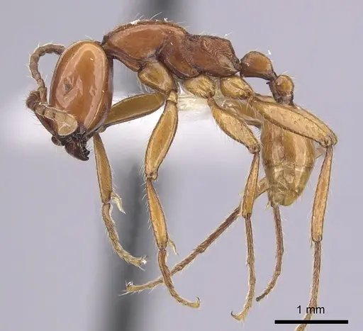 Neivamyrmex goeldii - CASENT0249485