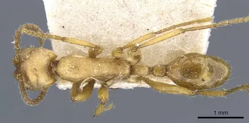 Neivamyrmex goeldii - CASENT0905961