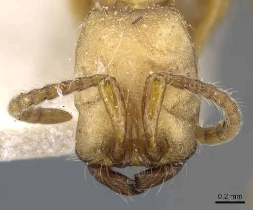 Neivamyrmex goeldii - CASENT0905961