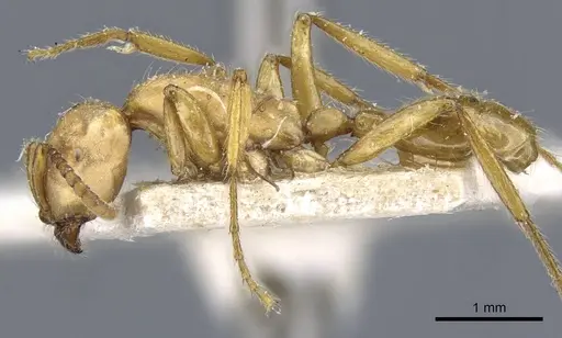 Neivamyrmex goeldii - CASENT0905961