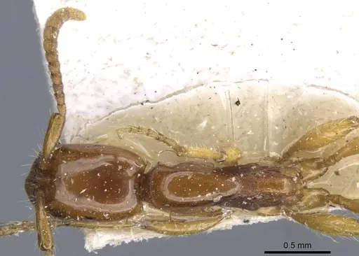 Neivamyrmex goeldii - CASENT0905962