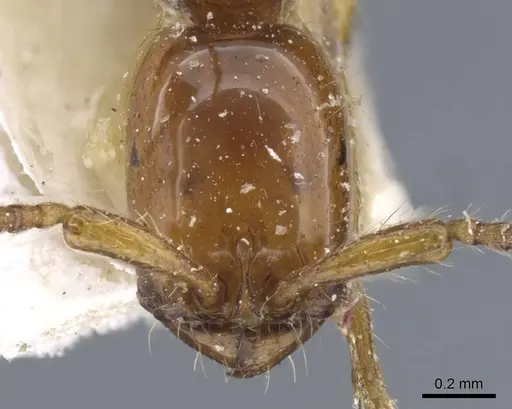 Neivamyrmex goeldii - CASENT0905962