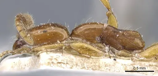 Neivamyrmex goeldii - CASENT0905962