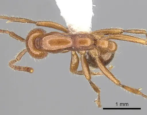 Neivamyrmex graciellae specimen
