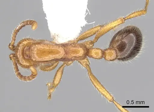 Neivamyrmex graciellae - CASENT0249486