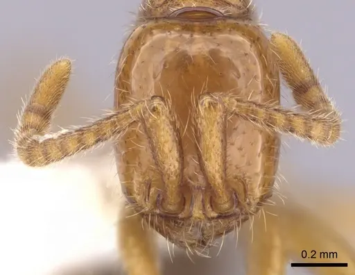 Neivamyrmex graciellae - CASENT0249486