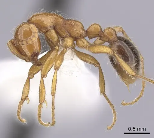 Neivamyrmex graciellae - CASENT0249486