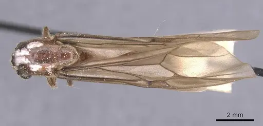 Neivamyrmex gracilis specimen