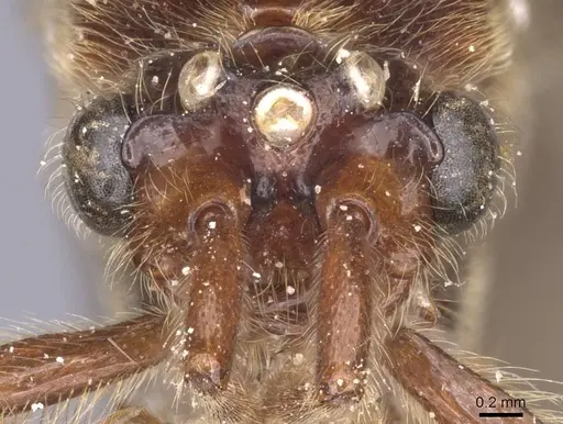 Neivamyrmex gracilis specimen