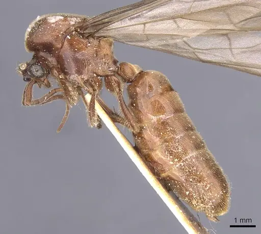 Neivamyrmex gracilis specimen