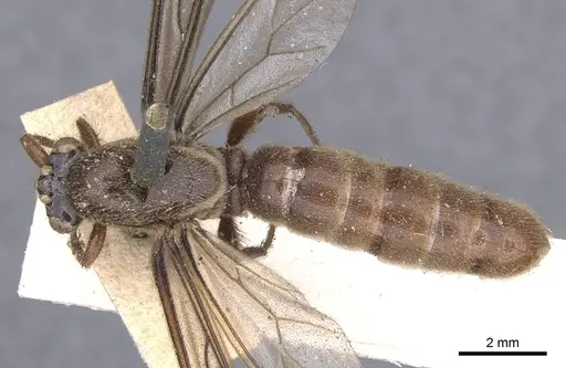 Neivamyrmex guerinii specimen