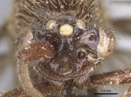 Neivamyrmex guerinii specimen