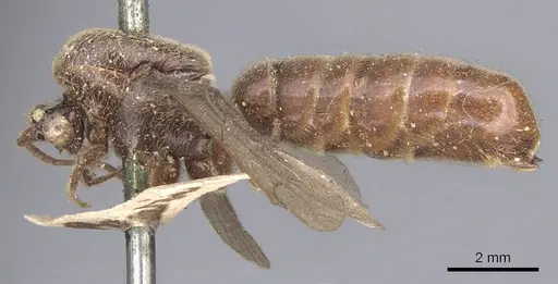 Neivamyrmex guerinii specimen