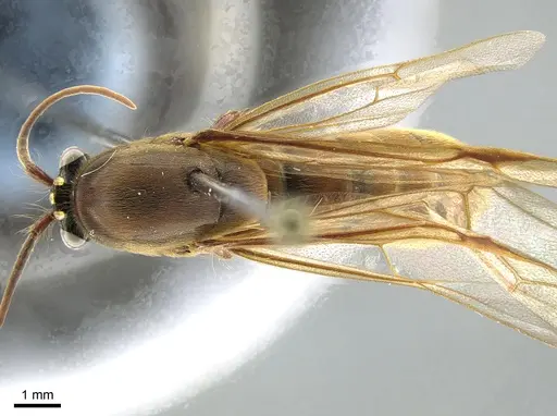 Neivamyrmex guyanensis specimen