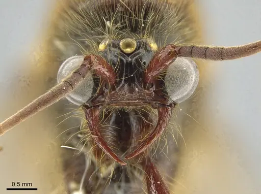 Neivamyrmex guyanensis specimen