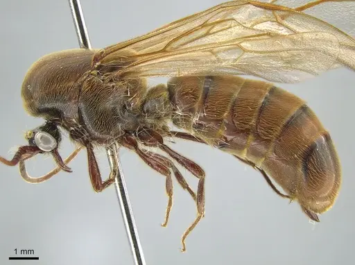 Neivamyrmex guyanensis specimen