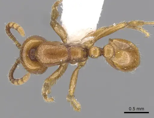 Neivamyrmex halidaii specimen