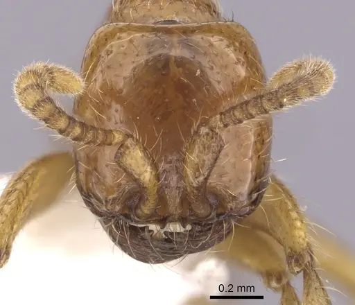 Neivamyrmex halidaii specimen