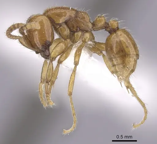 Neivamyrmex halidaii specimen