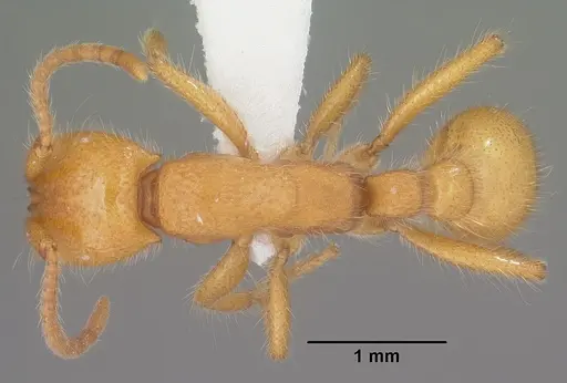 Neivamyrmex harrisii specimen