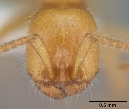 Neivamyrmex harrisii specimen