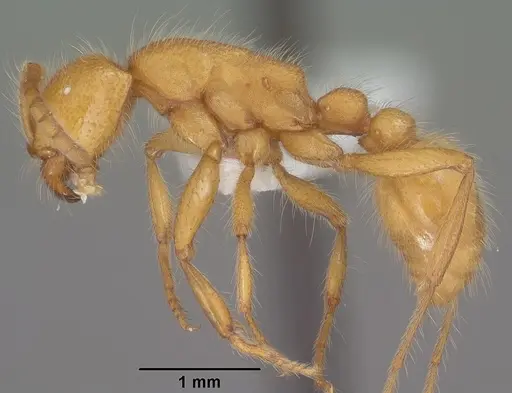 Neivamyrmex harrisii specimen