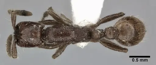 Neivamyrmex harrisii - CASENT0246011