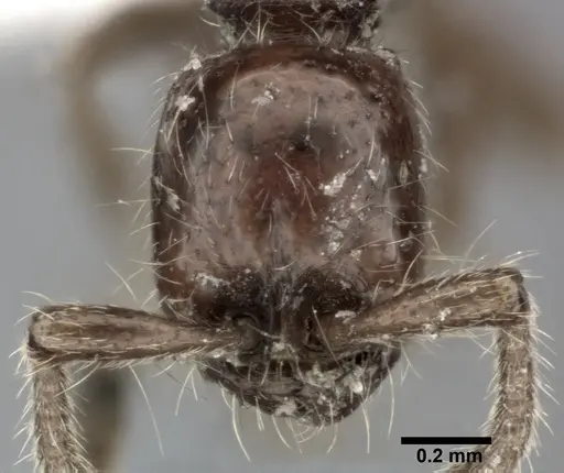 Neivamyrmex harrisii - CASENT0246011