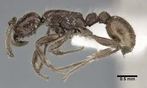 Neivamyrmex harrisii - CASENT0246011