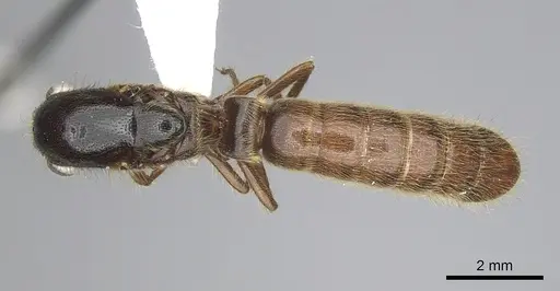 Neivamyrmex harrisii - CASENT0249487