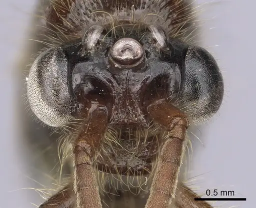 Neivamyrmex harrisii - CASENT0249487