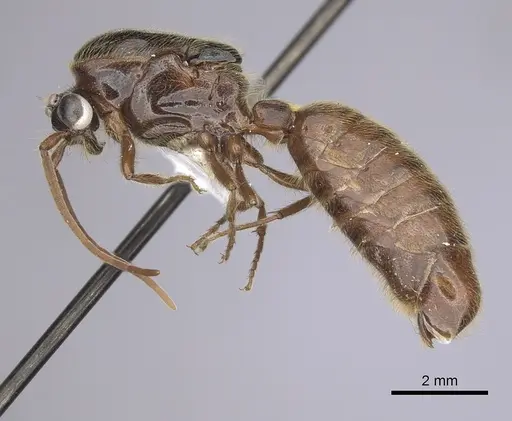 Neivamyrmex harrisii - CASENT0249487